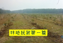 油茶树苗栽后3q内林地巡查的内? />
</div>
<div id=